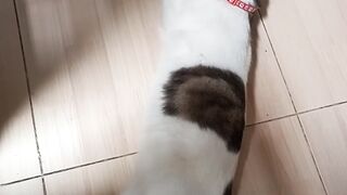 Story Nemo