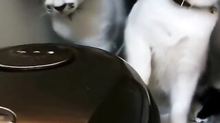 Funny video animal