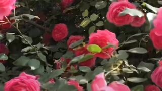 lovely flowers