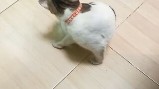 Nemo want to eat