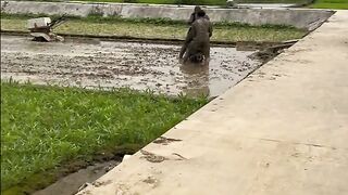 motor terjun ke sawah