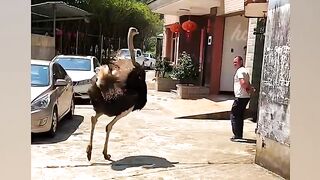 When Animals Go On A Rampage!!