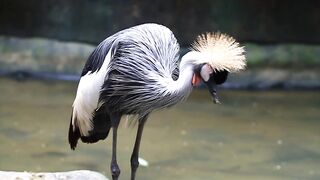 Bird cleaning their long feathers - adalinetv