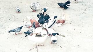 New Aseel Rooster Shorts | Aseel Murga Shorts | Aseel Shorts | Aseel New Video #aseel #shorts #viral