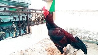 Most Beautiful Rooster ????