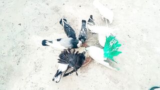 Most Expensive Pigeons in tje World ????