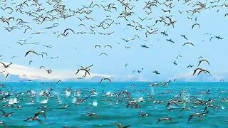 The Gulls' Desperate Dive for Sardine ????