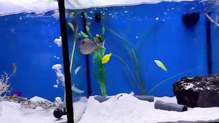 Aquarium