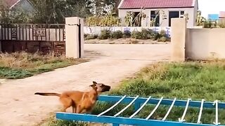 funny dogs compilation