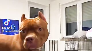 Animal compilation