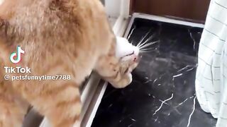 Funny animals
