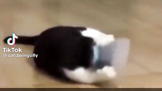 Cats being silly