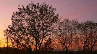 Tree and birds silhouettes in a sunset - adalinetv