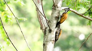 Two Woodpeckers in a tree - adalinetv