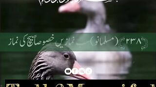 القرآن