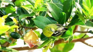 Green bird sitting on a leaf - adalinetv