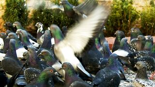 Flock of pigeons on the street, slow motion - adalinetv