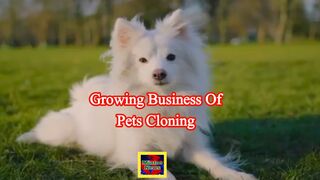 Inside the growing business of pet cloning