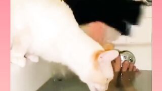 Funny cat video