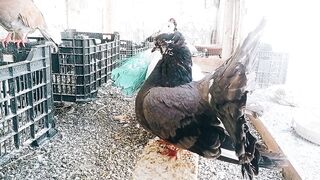 Most Expensive Pigeons in the World ???? Fancy Pigeons | Fantail Pigeons | Sardar Mini Zoo Vlogs