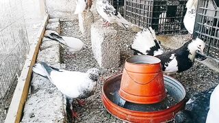 Most Expensive Pigeons in the World ???? Fancy Pigeons | Fantail Pigeons | Sardar Mini Zoo Vlogs