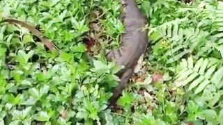Lizards attack while defending themselves.