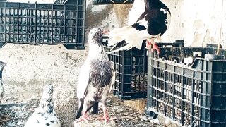 Most Expensive Pigeons in the World ???? Fancy Pigeons | Fantail Pigeons | Sardar Mini Zoo Vlogs