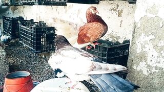 Most Expensive Pigeons in the World ???? Fancy Pigeons | Fantail Pigeons | Sardar Mini Zoo Vlogs