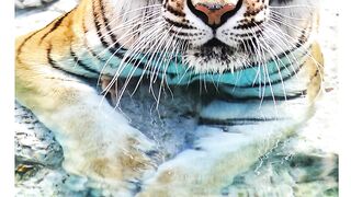Amazing wildlife photos you need to see
