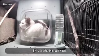 Mr. Horseshoe: The car that sits in a feeder!
