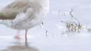videoplayback