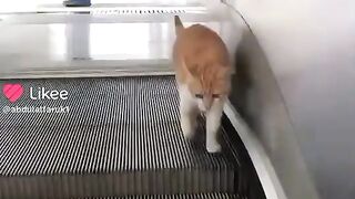 #funny #cat