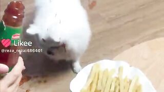 Funny dog