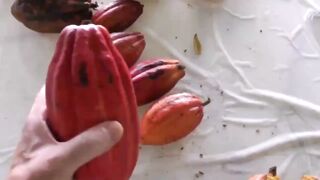 Making coca