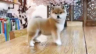 Dog Performance Talent