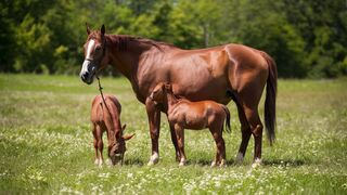 Gestation of the mare - Duration, reproduction, evolution, Farrowing, Gestation of the Mare