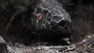 6 scary video