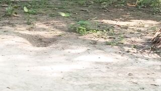 the chicken fun