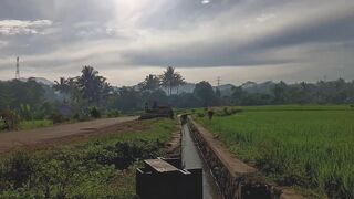 View of Rice Fields