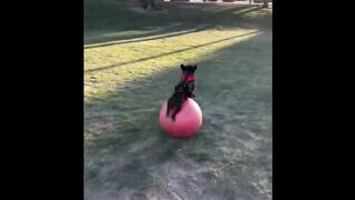 Try Not To Laugh Dogs And Cats ???? - Funniest Animals Video 2022 ???? #Ever1
