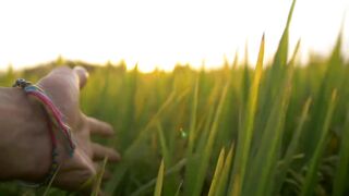 Rice Field View Video