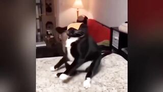 Try Not To Laugh ???? New Funny Cats Video ????