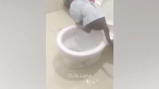 Funniest Animals 2023 ???? Best Funny Cats and Dogs ????????
