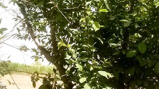 پھل دار پودا