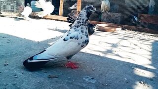 Fancy Pigeons