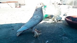 Most Expensive Pigeons in the World ???? Fancy Pigeons | Fantail Pigeons | Sardar Mini Zoo Vlogs