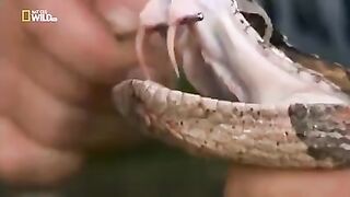 Unusual insects and animals in the world