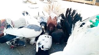 Most Expensive Pigeons in the World ???? Fancy Pigeons | Fantail Pigeons | Sardar Mini Zoo Vlogs