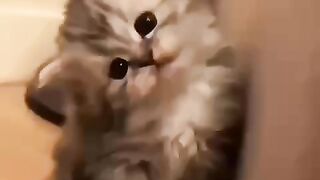 Cute pet