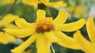 FLOWER 30070,United States, Canada, Australia, UK
